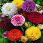 50 seeds Rare Beautiful Mixed Zinnia Flowers Youth-and-old-age