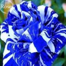 50 seeds Rare Mixed 3 Types of Heirloom Rose Shrubs
