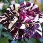 50 seeds Rare Mixed 3 Types of Heirloom Rose Shrubs