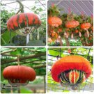 10 seeds Heirloom China Happiness Ornamental Pumpkin Hybrid Seeds