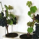 15 seeds Bonsai Super Black Grape 'Hei Fei' Organic