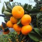20 seeds Heirloom Bonsai Ornamental Sweet Orange Fruit Tree