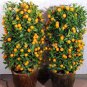 20 seeds Heirloom Bonsai Ornamental Sweet Orange Fruit Tree