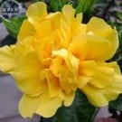 5 seeds 'Huangfeijui' Yellowish Orange Peony