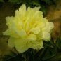 5 seeds 'Huangfeijui' Yellowish Orange Peony