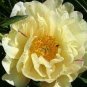 5 seeds 'Huangfeijui' Yellowish Orange Peony