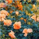 50 seeds 'Gloire de Dijon' Subtle Fragranced Climbing Rose