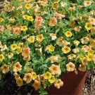 200 seeds Yellow Orange Star Petunia