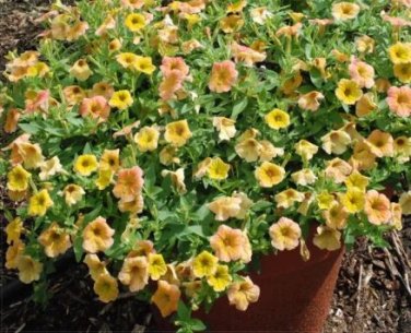 200 seeds Yellow Orange Star Petunia