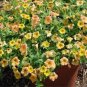 200 seeds Yellow Orange Star Petunia