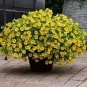 200 seeds Yellow Orange Star Petunia