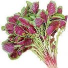200 seeds Edible Amaranth Bi-color Vegetable Seeds