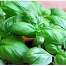 20 seeds Sweet (Common) Basil Seeds