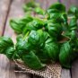 20 seeds Sweet (Common) Basil Seeds
