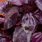 20 seeds Dark Opal Basil Seeds