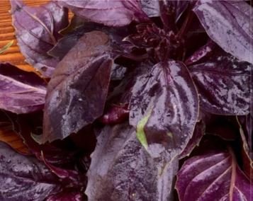 20 seeds Dark Opal Basil Seeds