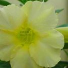 2 seeds Light Green Adenium Desert Rose Seeds