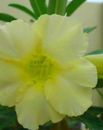 2 seeds Light Green Adenium Desert Rose Seeds