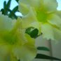 2 seeds Light Green Adenium Desert Rose Seeds