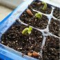 2 seeds Light Green Adenium Desert Rose Seeds