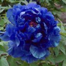 5 seeds Peony Dark Blue Climbing Flower Seeds