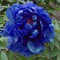 5 seeds Peony Dark Blue Climbing Flower Seeds