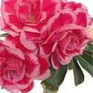 2 seeds Adenium Rose Pink Petals Light Pink Edge Desert Rose Flower Seeds