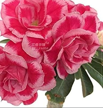 2 seeds Adenium Rose Pink Petals Light Pink Edge Desert Rose Flower Seeds