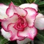 2 seeds Adenium Rose Pink Petals Light Pink Edge Desert Rose Flower Seeds