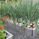 2000 seeds Onion Large White Vegetable Seeds