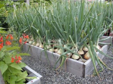 2000 seeds Onion Large White Vegetable Seeds
