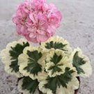10 seeds Geranium Large Heads of Bright Pink Flowers with Light Eyes Flower
