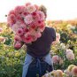 10 seeds Geranium Large Heads of Bright Pink Flowers with Light Eyes Flower