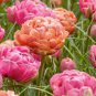 10 seeds Geranium Large Heads of Bright Pink Flowers with Light Eyes Flower