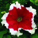 200 seeds Petunia 'Five-pointed star' Red White Flower
