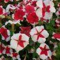 200 seeds Petunia 'Five-pointed star' Red White Flower