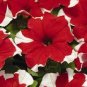 200 seeds Petunia 'Five-pointed star' Red White Flower