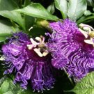 30 seeds Passiflora Temptation Flower beautiful deep violet blossoms passion fruits flowers