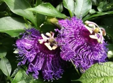 30 seeds Passiflora Temptation Flower beautiful deep violet blossoms passion fruits flowers