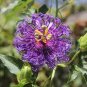 30 seeds Passiflora Temptation Flower beautiful deep violet blossoms passion fruits flowers