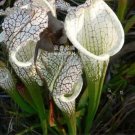 5 seeds White Nepenthes heirloom pitcher plant