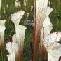 5 seeds White Nepenthes heirloom pitcher plant