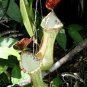 5 seeds White Nepenthes heirloom pitcher plant