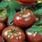 100 seeds Black Elephant Tomato organic big sweet tomato