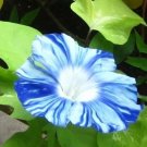 50 seeds Rare Japan Takii White Blue Stripe Morning Glory Perennial Flower