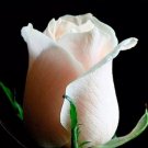 50 seeds Heirloom Fleshcolor European Rose Flower