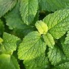 40 seeds Fresh Lemon Mint Herbs Balm Heirloom Seeds