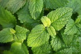 40 seeds Fresh Lemon Mint Herbs Balm Heirloom Seeds