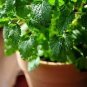 40 seeds Fresh Lemon Mint Herbs Balm Heirloom Seeds