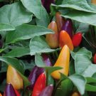 20 seeds Heirloom Allochroic Pod Pepper Seeds Original Pack